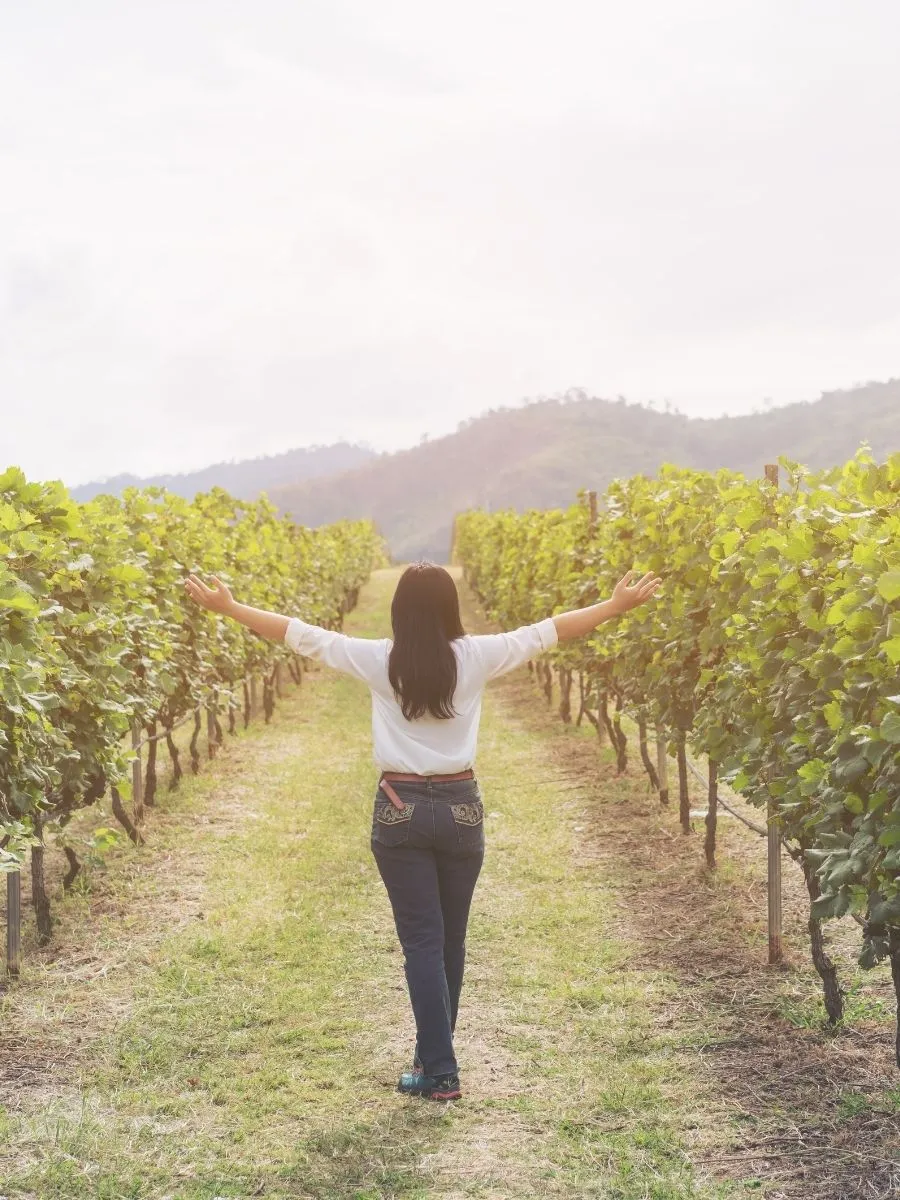 Vineyard tour experience in Puglia