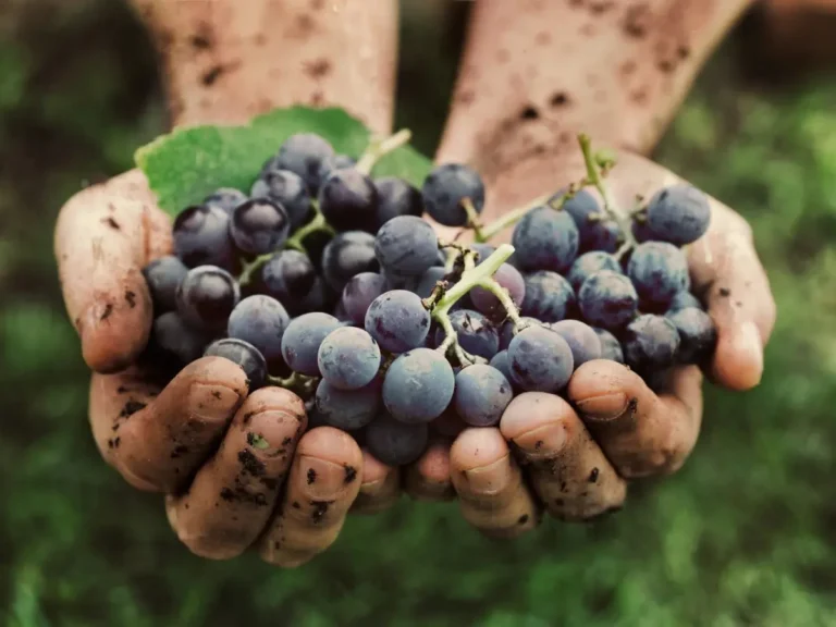 Notardomenico: A Rare and Ancient Apulian Grape