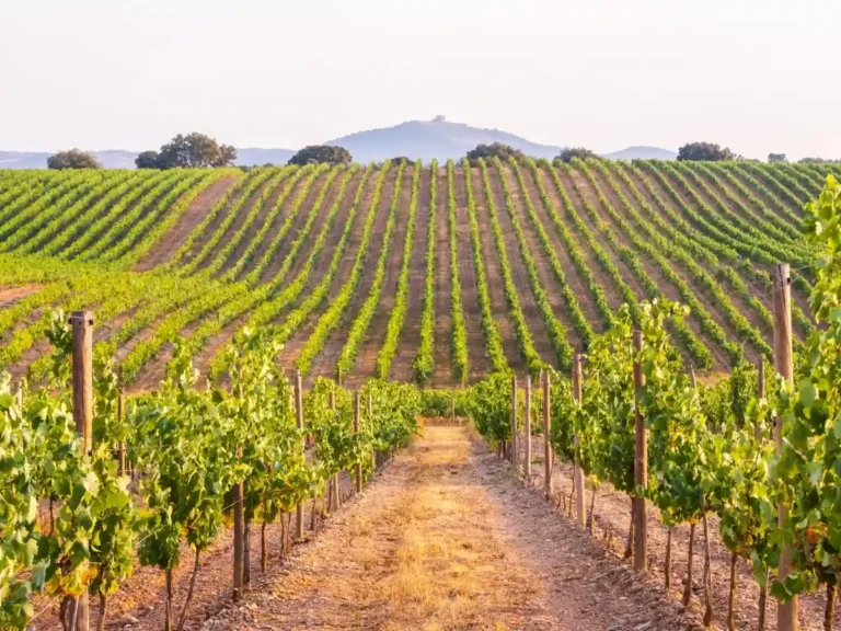 Exploring the Distinct Flavors of Primitivo: Manduria vs Gioia del Colle